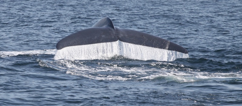 blue whale tale water