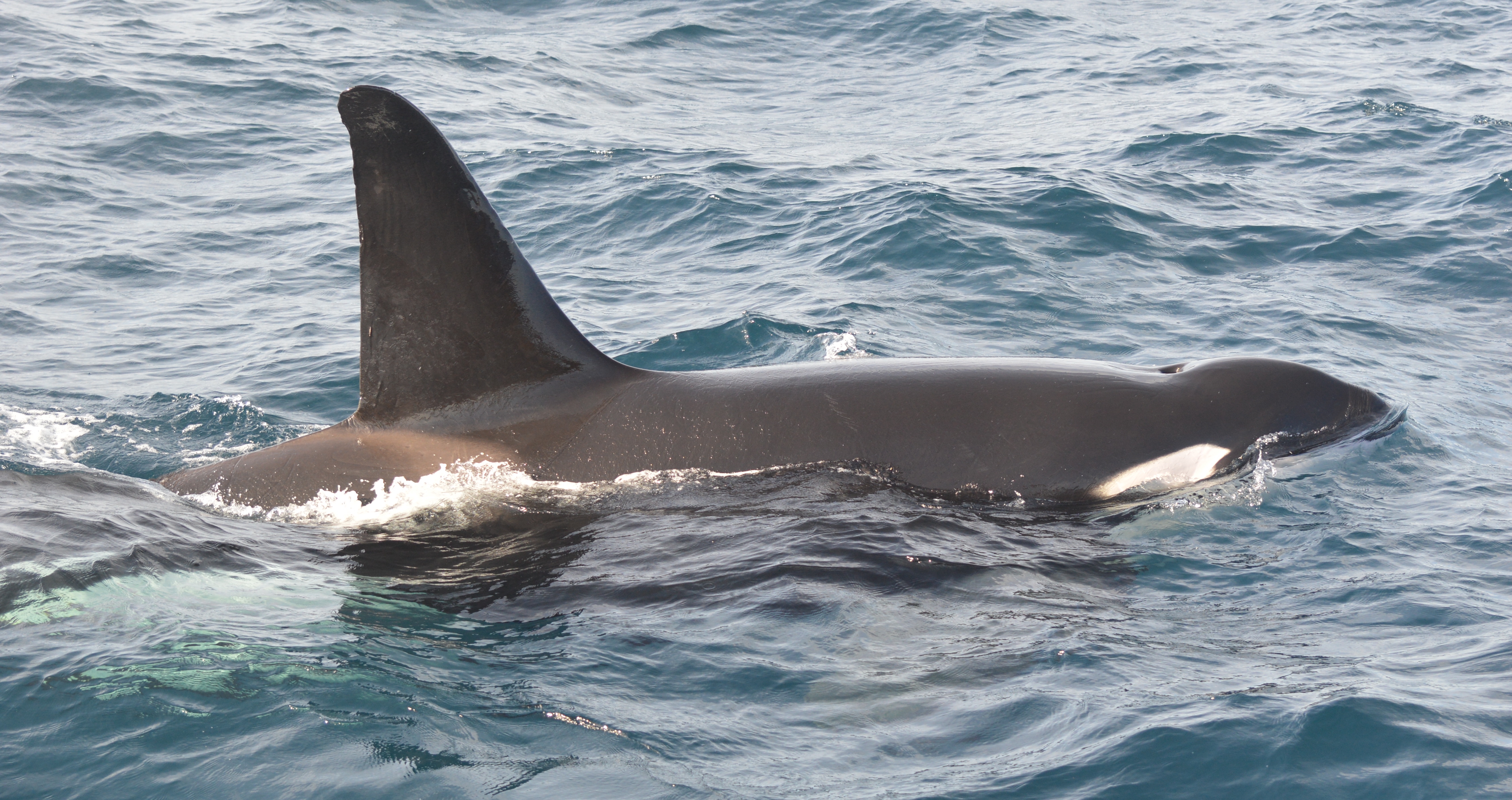 killer whale orca sri lanka