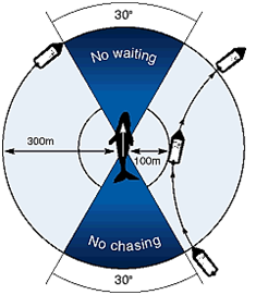 approaching guidelines whales